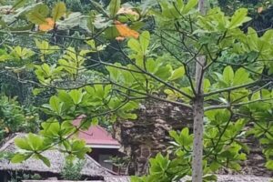 bamboo1 bamboo1